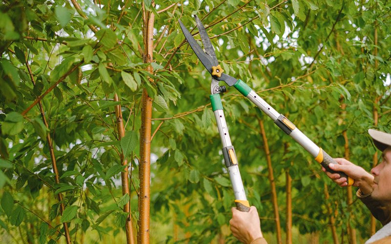Tree trimming in Arvonia, VA