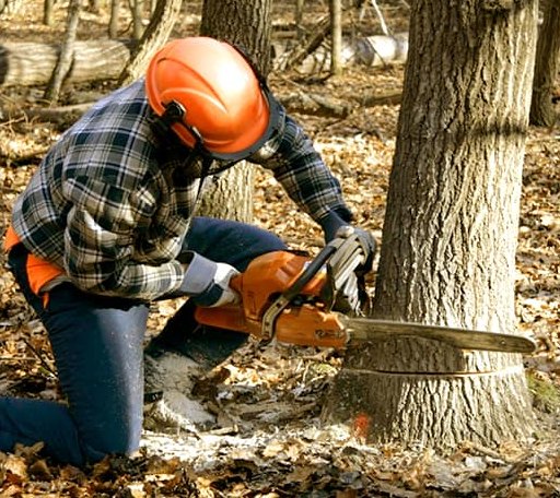 Tree Removal in Arvonia, VA